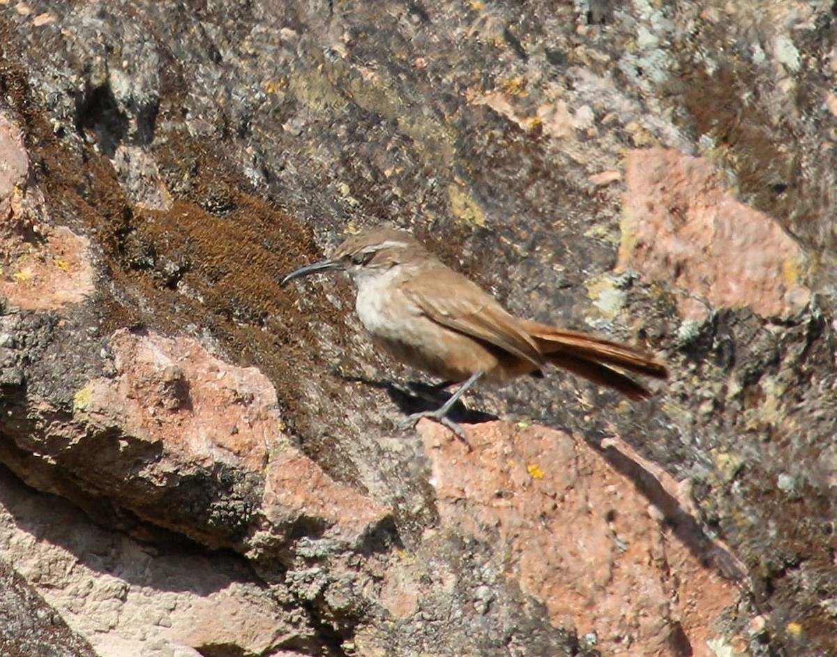 Straight-billed Earthcreeper - ML623129931