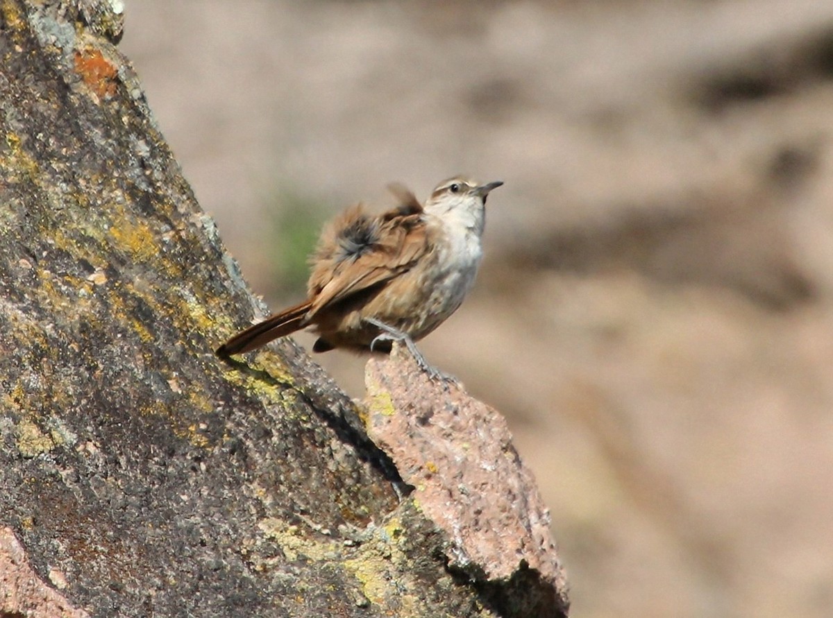 Straight-billed Earthcreeper - María Eliana Obando