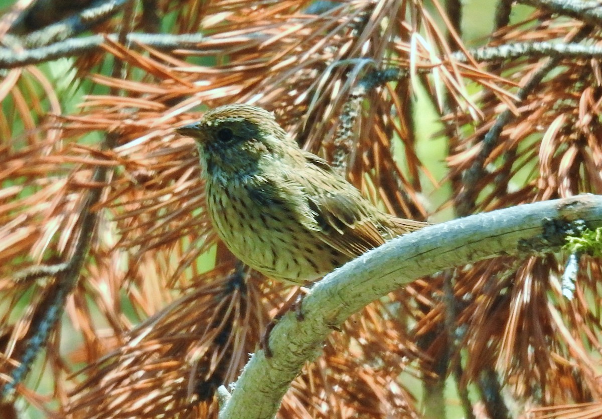 Lincoln's Sparrow - ML623129977