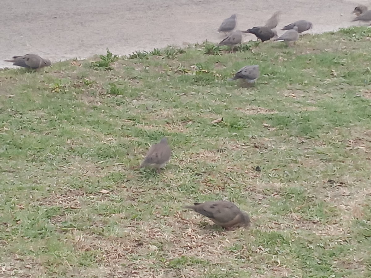 Ecuadorian Ground Dove - ML623130045