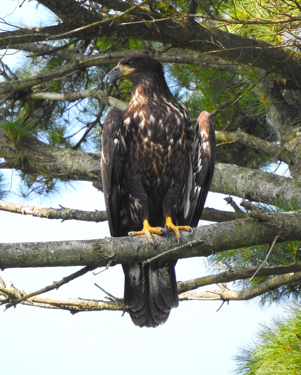 Bald Eagle - ML623130054