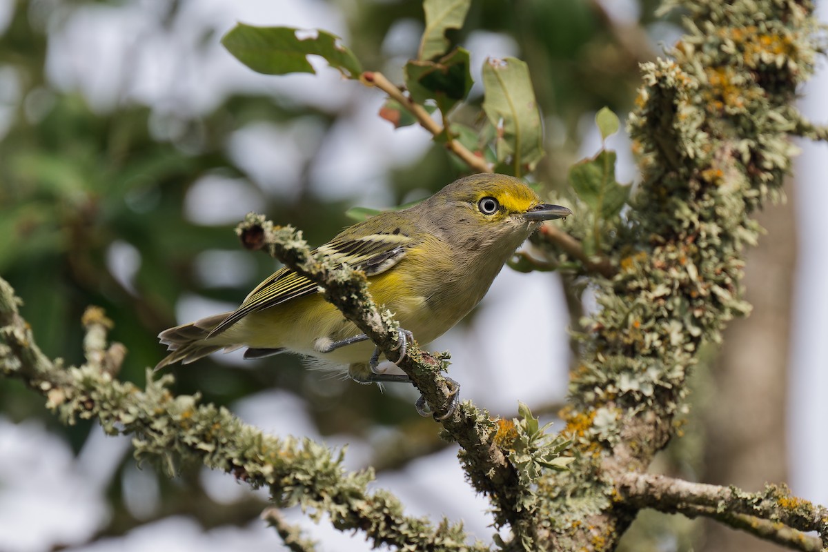 White-eyed Vireo - Triet Tran