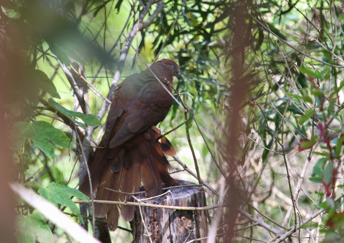 Brown Cuckoo-Dove - ML623130087