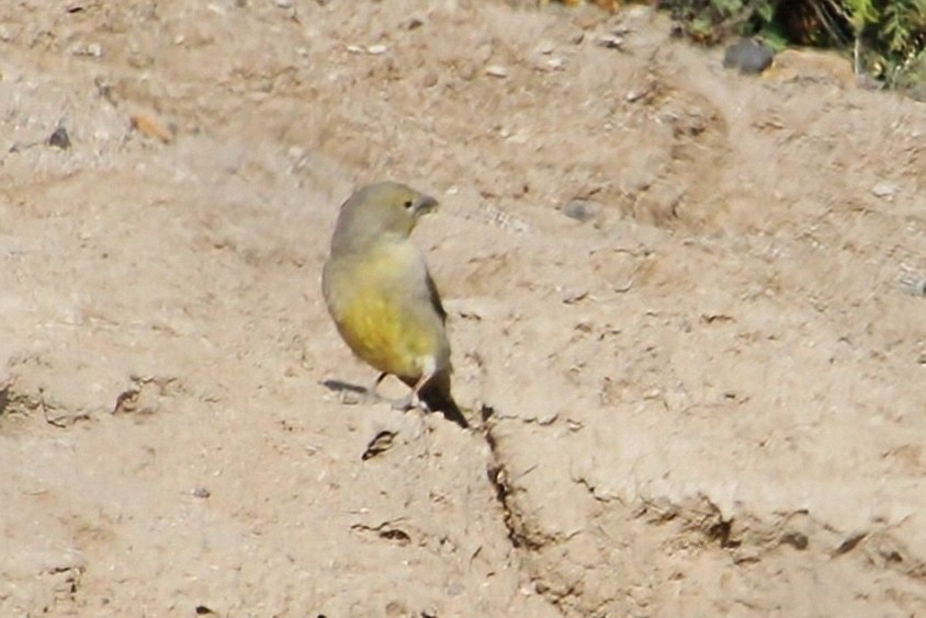 Greenish Yellow-Finch - ML623130088