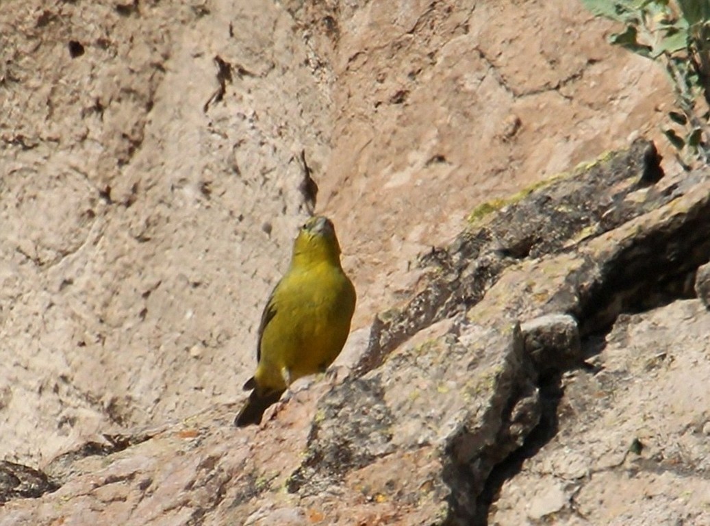 Greenish Yellow-Finch - ML623130089