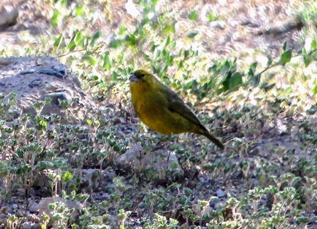 Greenish Yellow-Finch - ML623130090