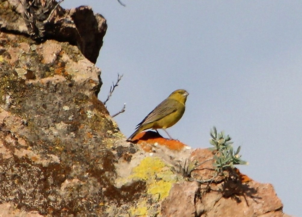 Greenish Yellow-Finch - ML623130091