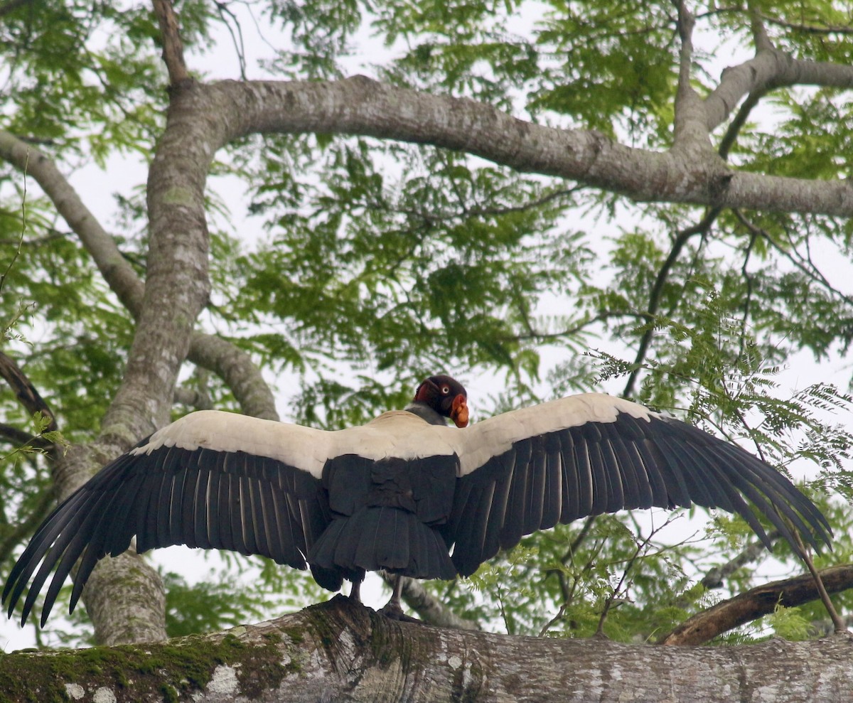 King Vulture - ML623130140