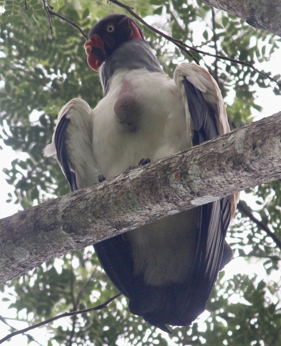 King Vulture - ML623130142