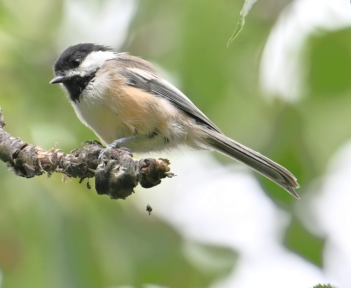 Black-capped Chickadee - ML623130145