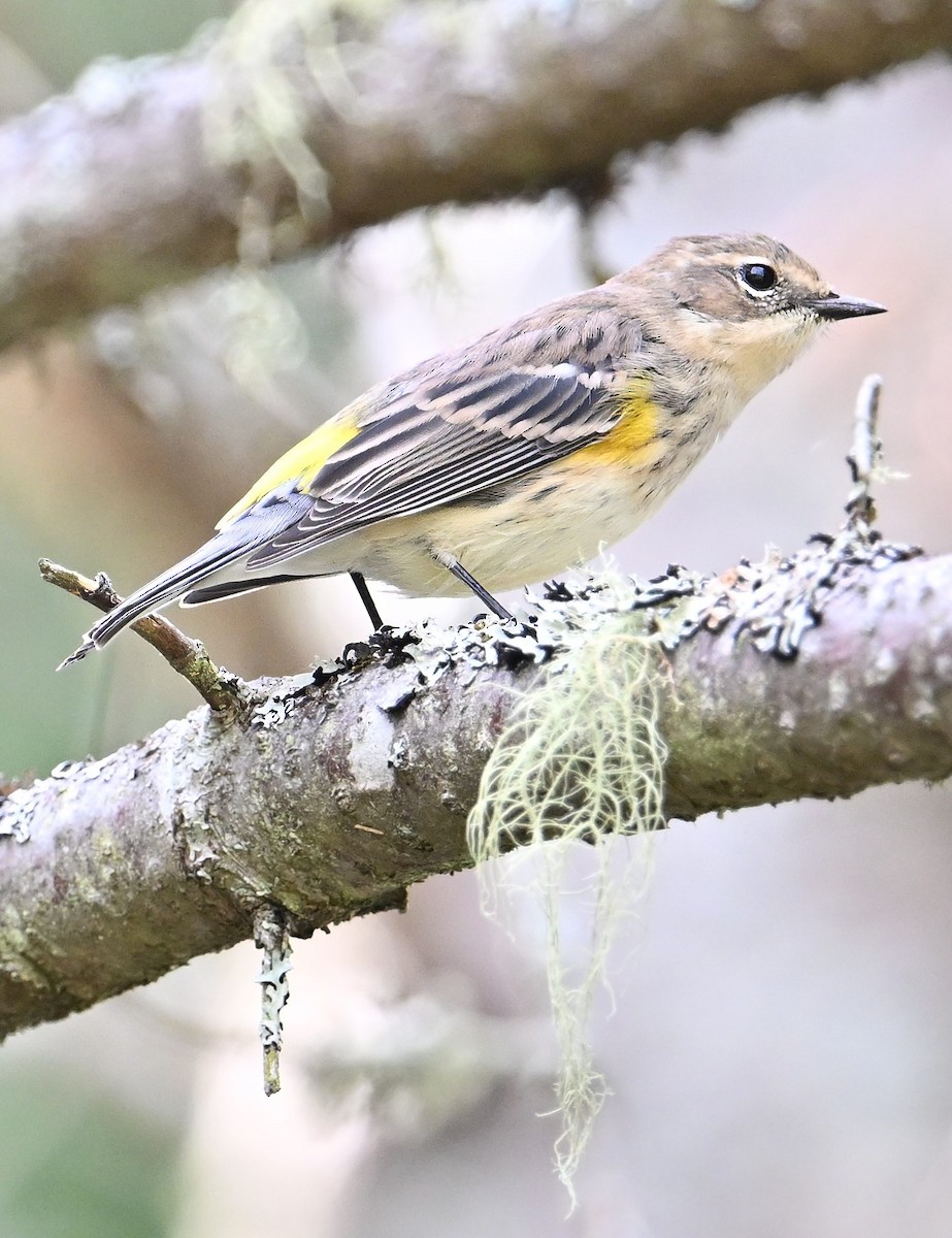 Yellow-rumped Warbler - ML623130157