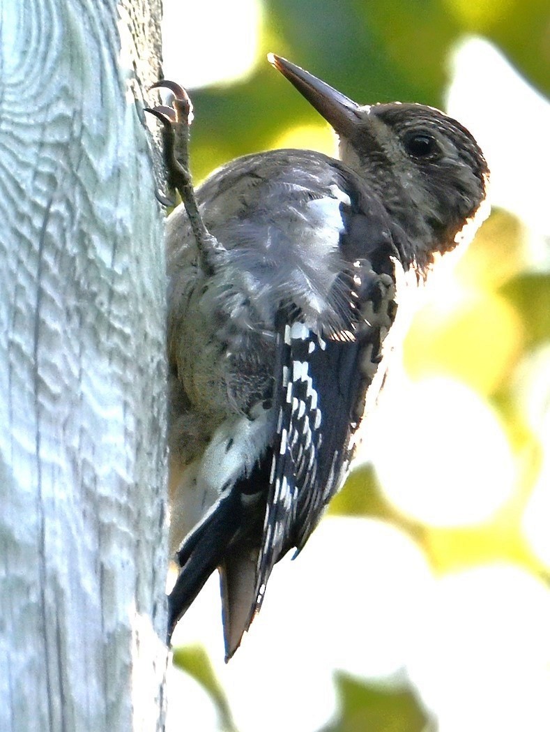 Yellow-bellied Sapsucker - ML623130193