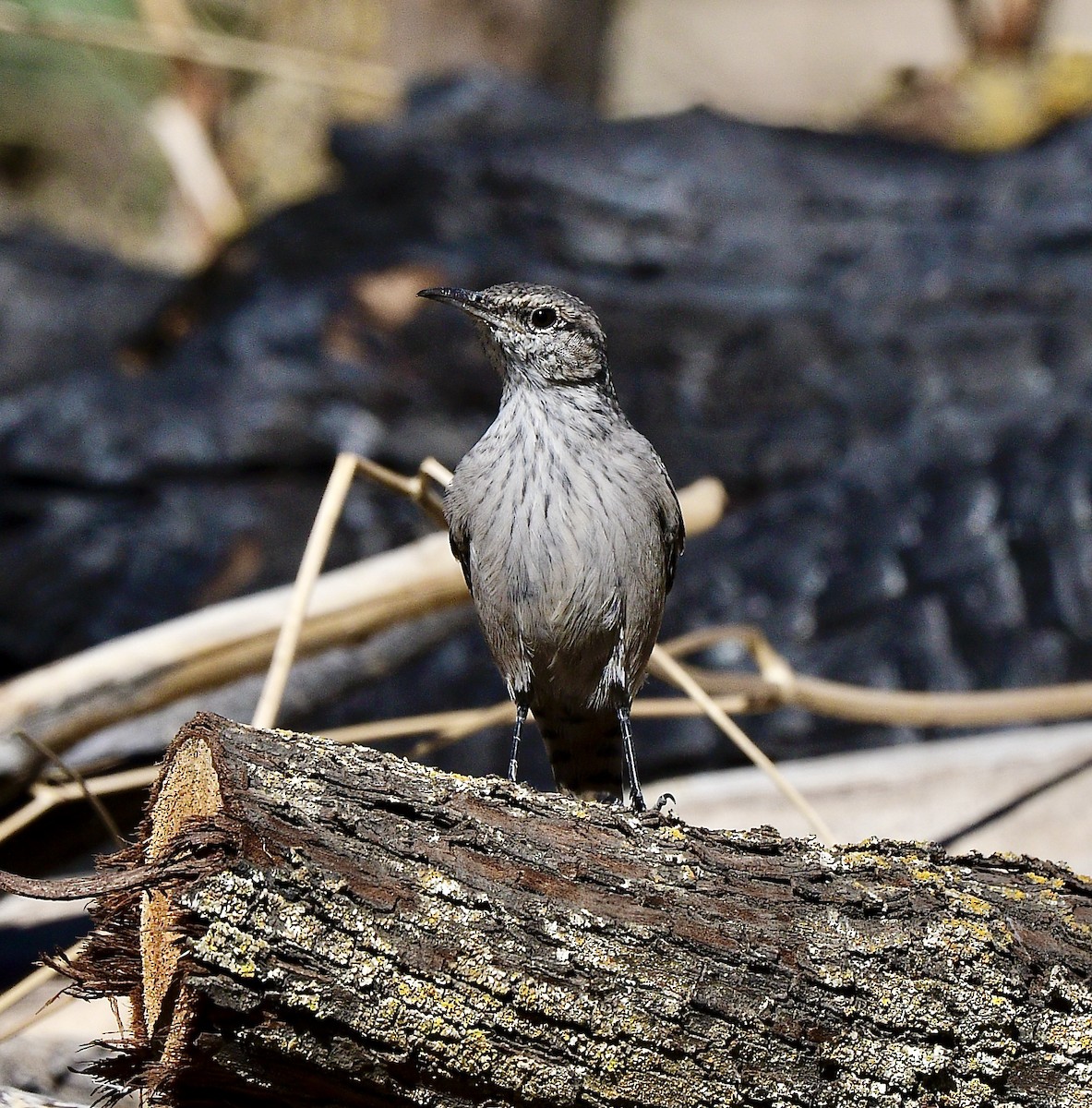 Rock Wren - ML623130210