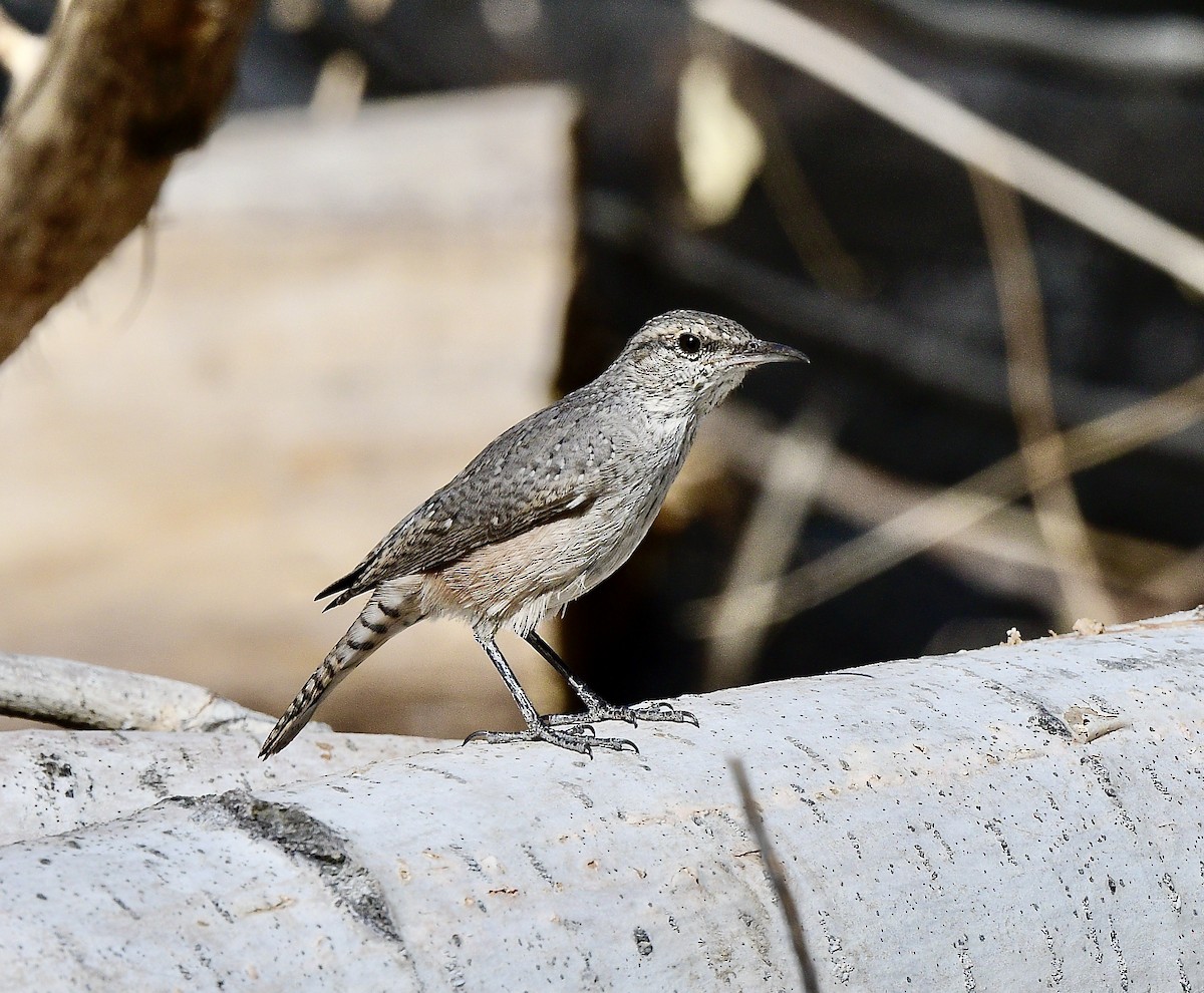 Rock Wren - ML623130212