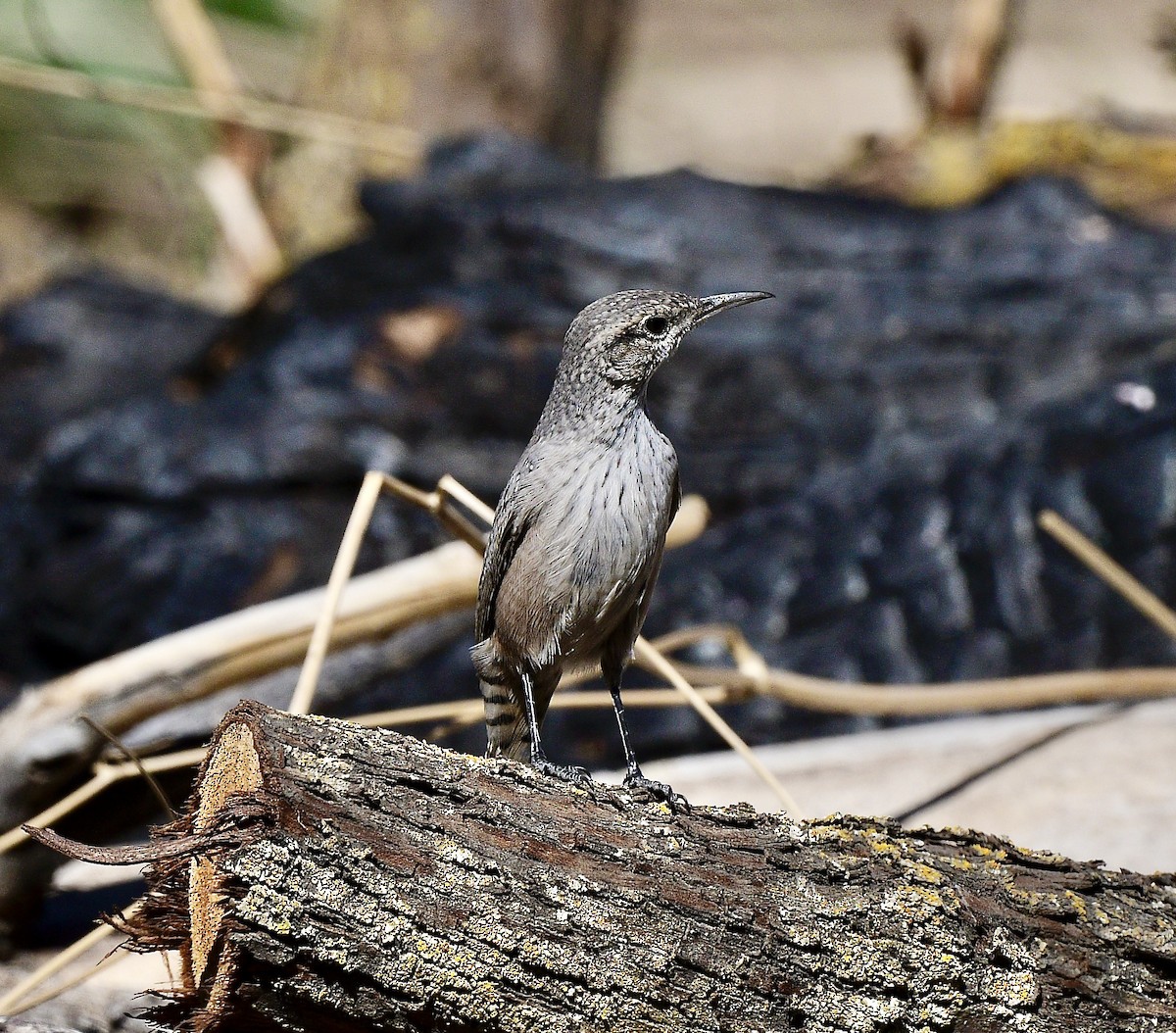 Rock Wren - ML623130213