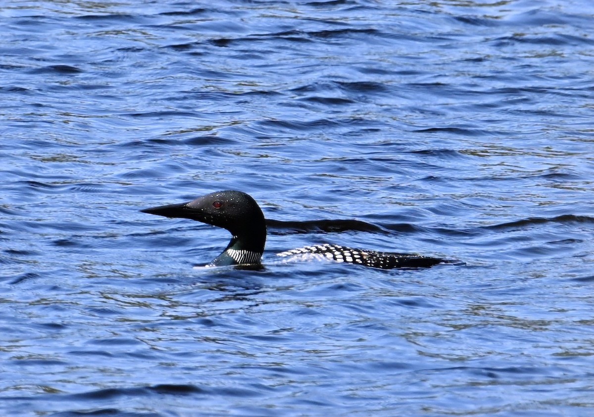 Common Loon - ML623130214