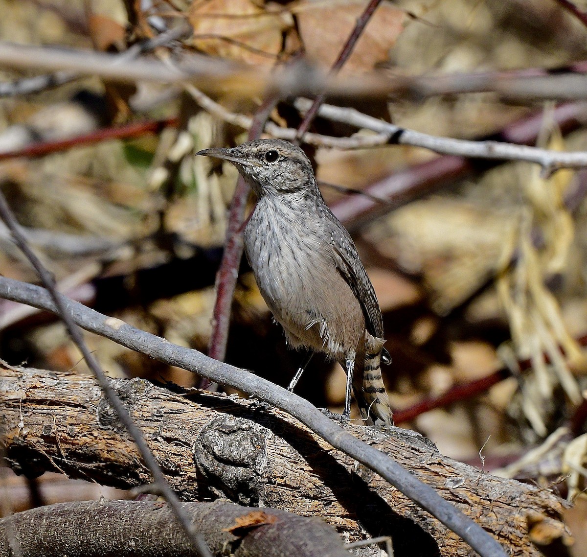 Rock Wren - ML623130217