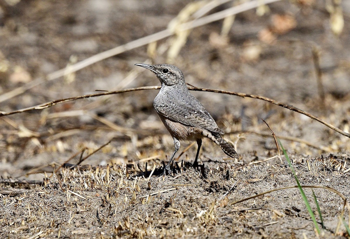 Rock Wren - ML623130219