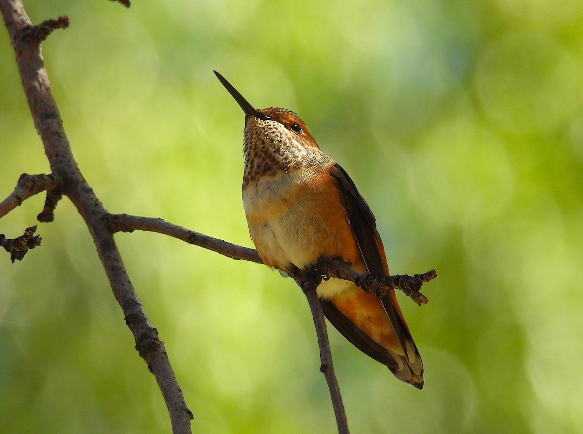 Rufous Hummingbird - ML623130232