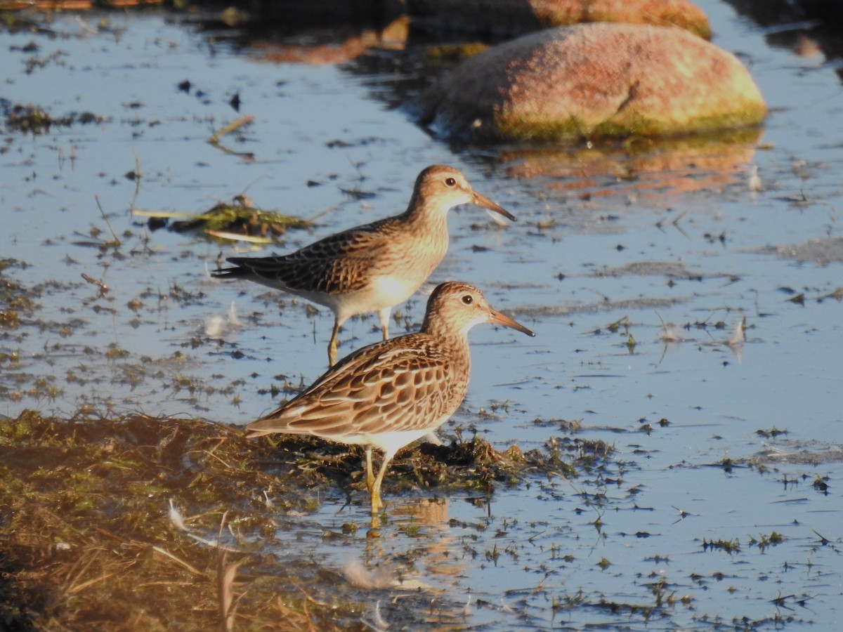 Bécasseau à poitrine cendrée - ML623130262