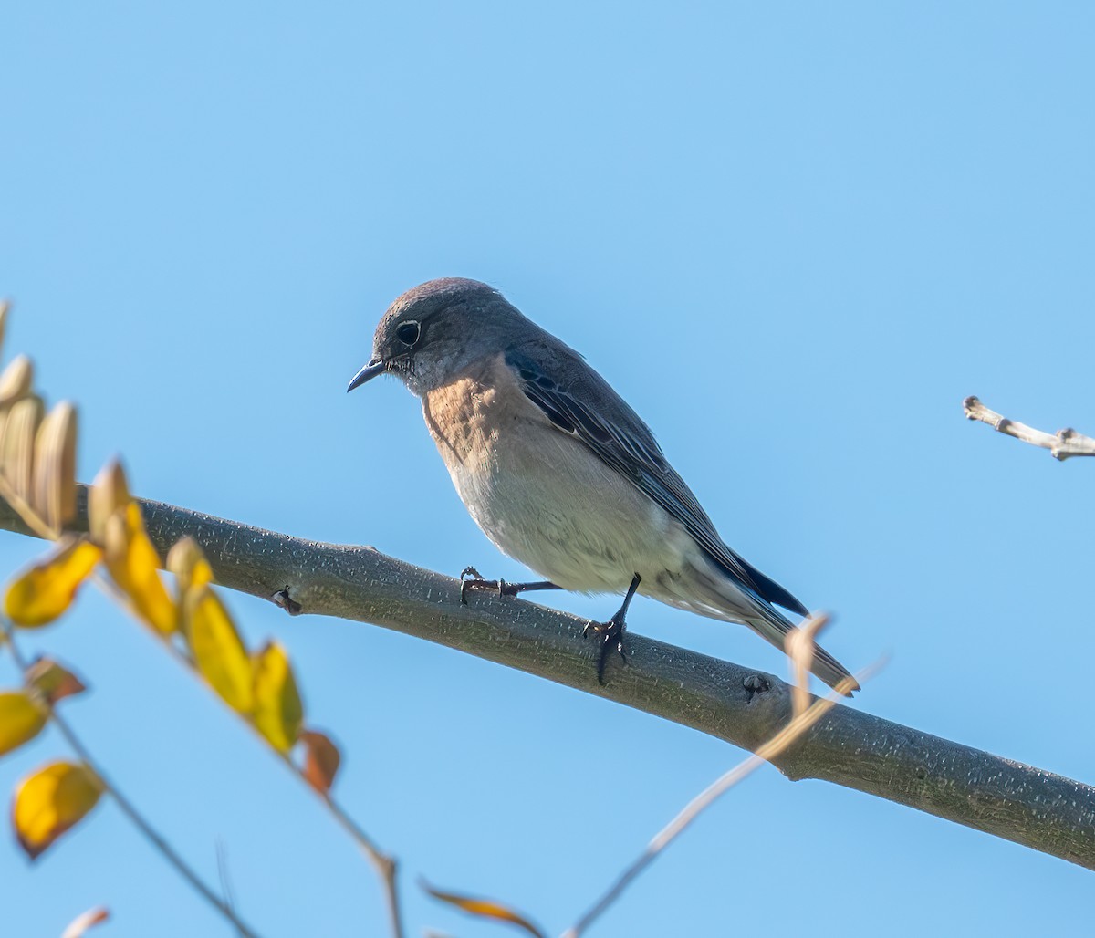 Western Bluebird - ML623130433