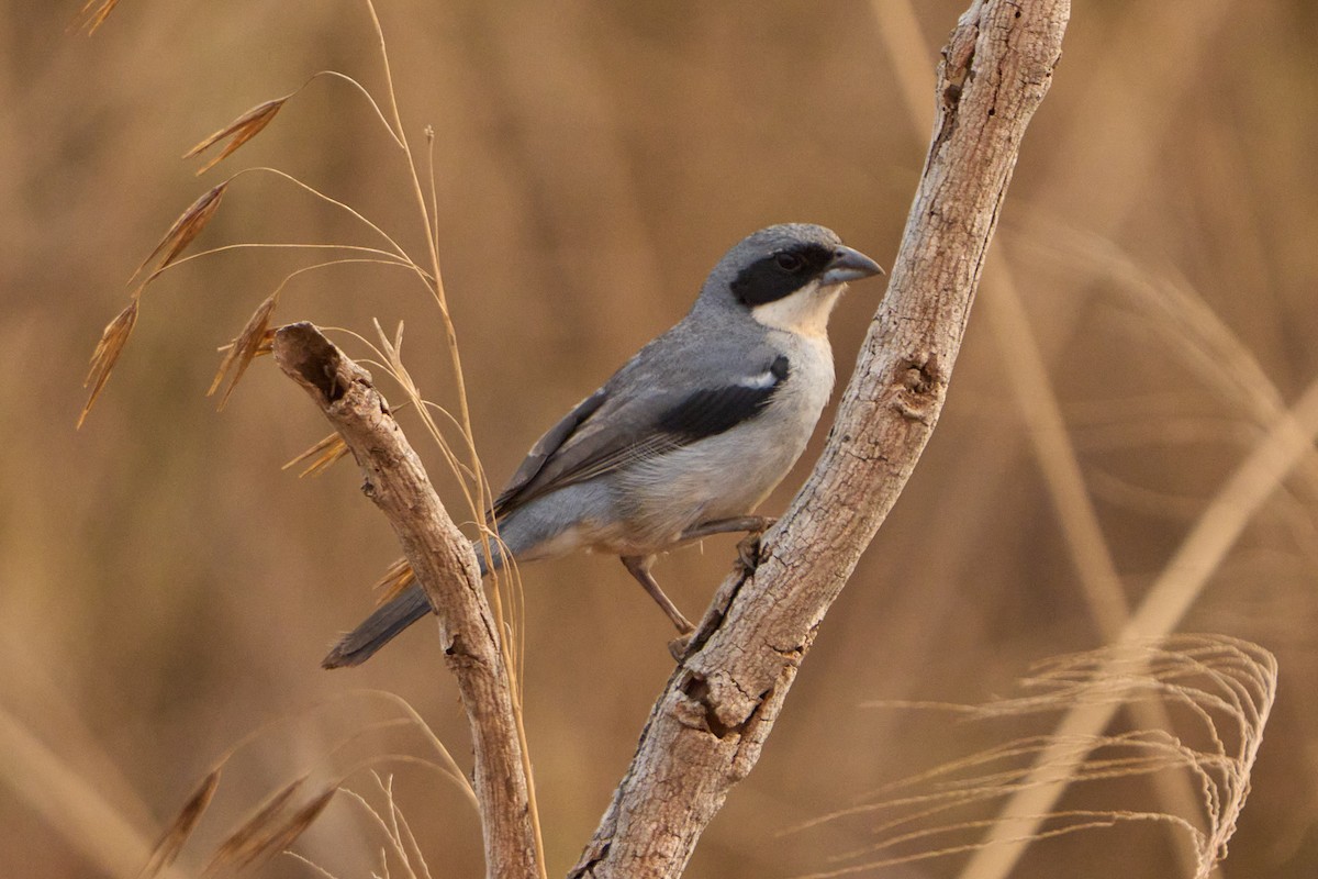 White-banded Tanager - ML623130488