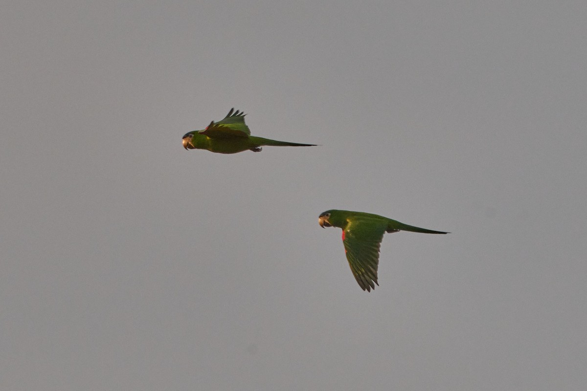 Red-shouldered Macaw (Southern) - ML623130615