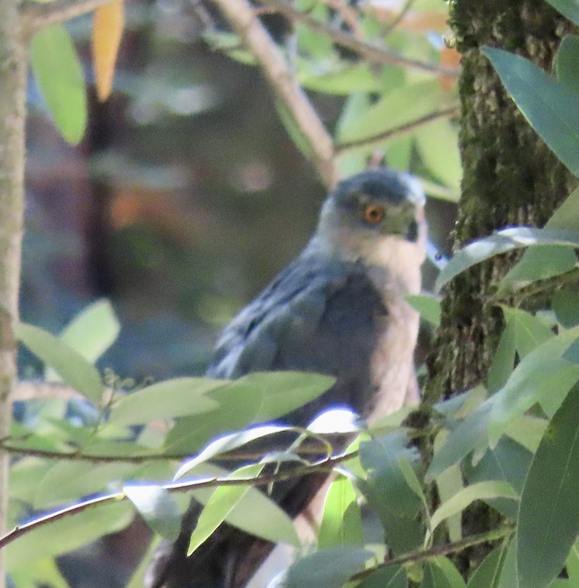 Cooper's Hawk - ML623130629