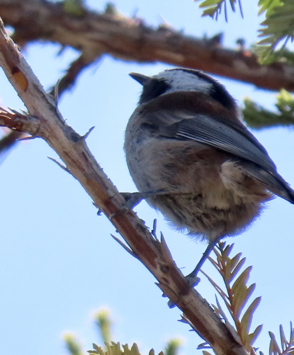 Chestnut-backed Chickadee - ML623130635