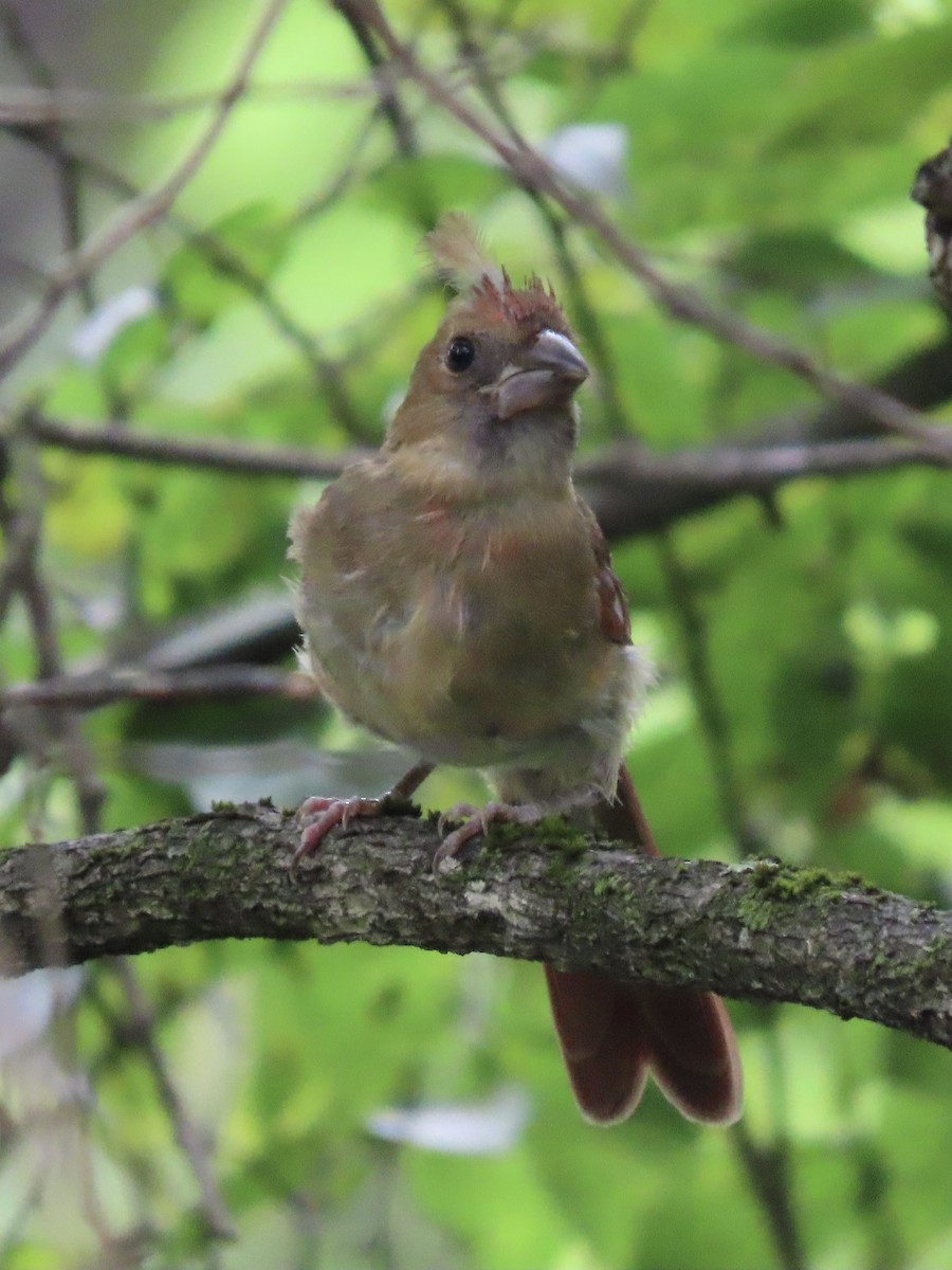 Cardinal rouge (groupe cardinalis) - ML623130657