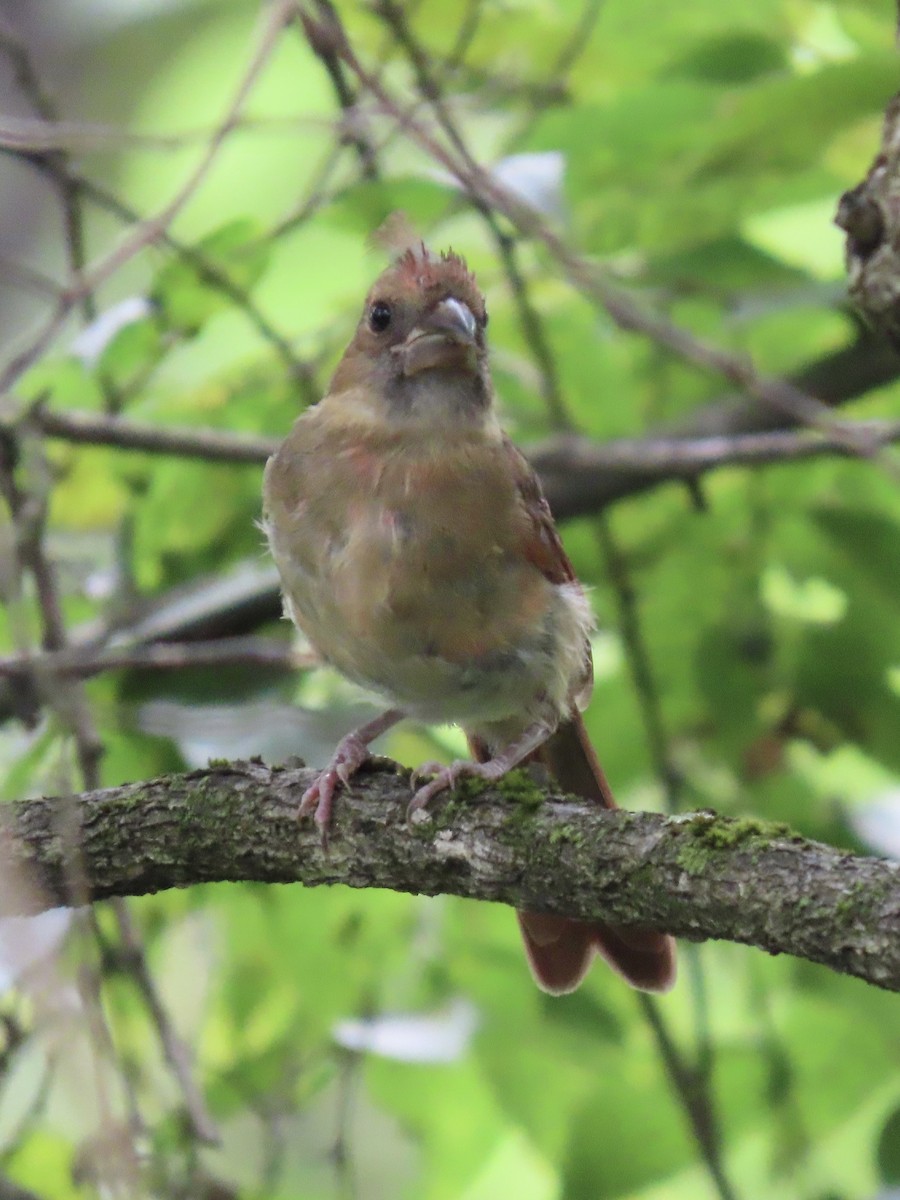 Northern Cardinal (Common) - ML623130658