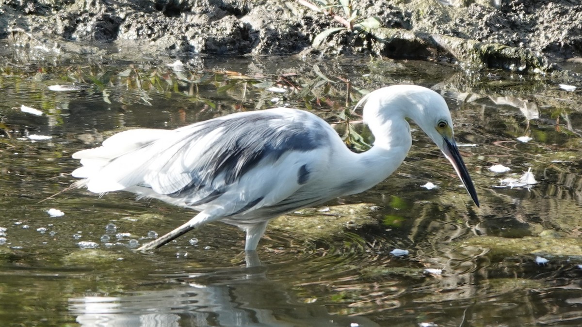 Little Blue Heron x Snowy Egret (hybrid) - ML623130671
