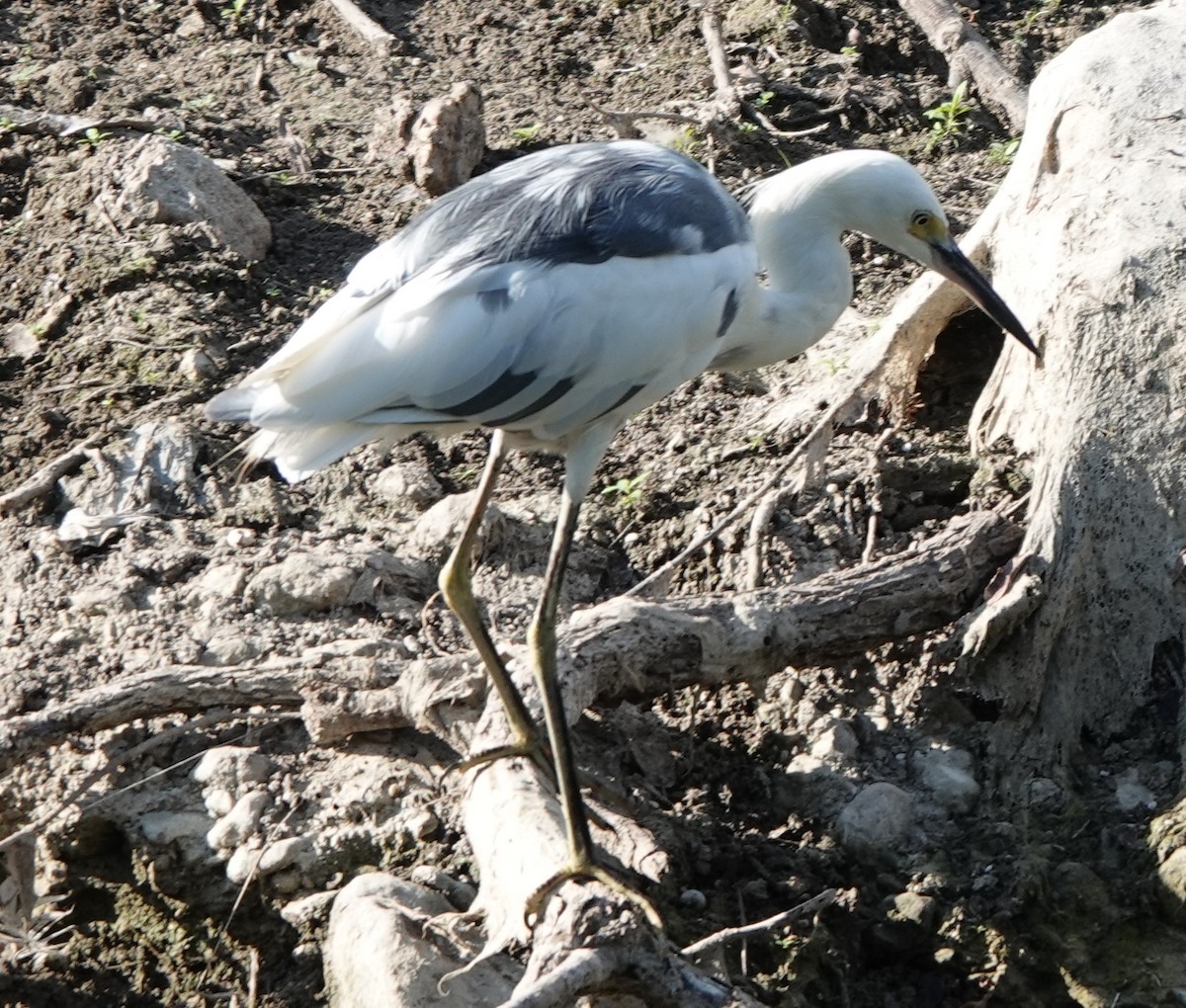 Little Blue Heron x Snowy Egret (hybrid) - ML623130674