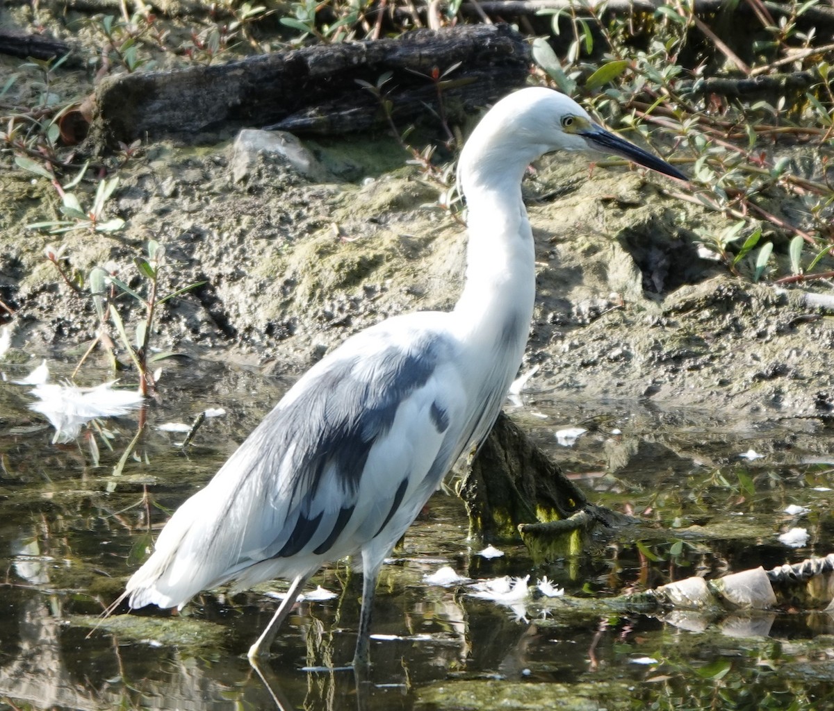 Little Blue Heron x Snowy Egret (hybrid) - ML623130675