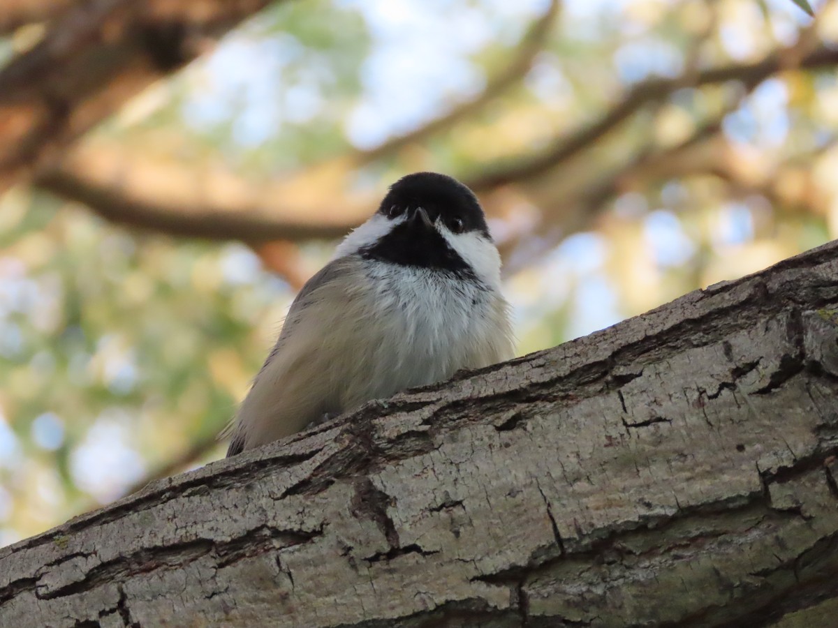 Black-capped Chickadee - ML623130704