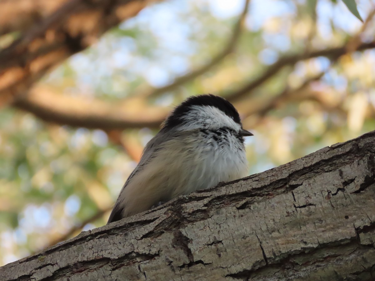 Black-capped Chickadee - ML623130709