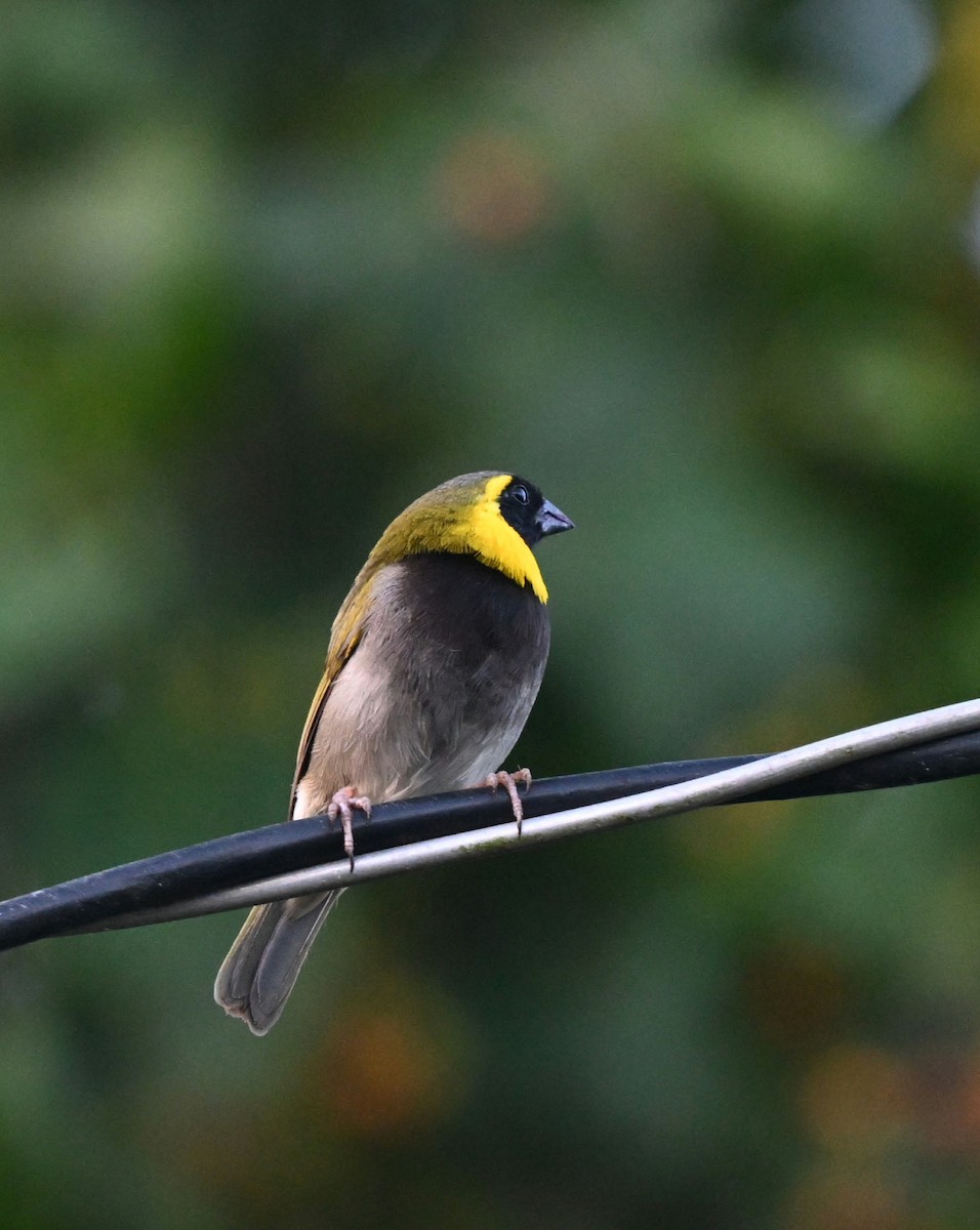 Cuban Grassquit - ML623130844