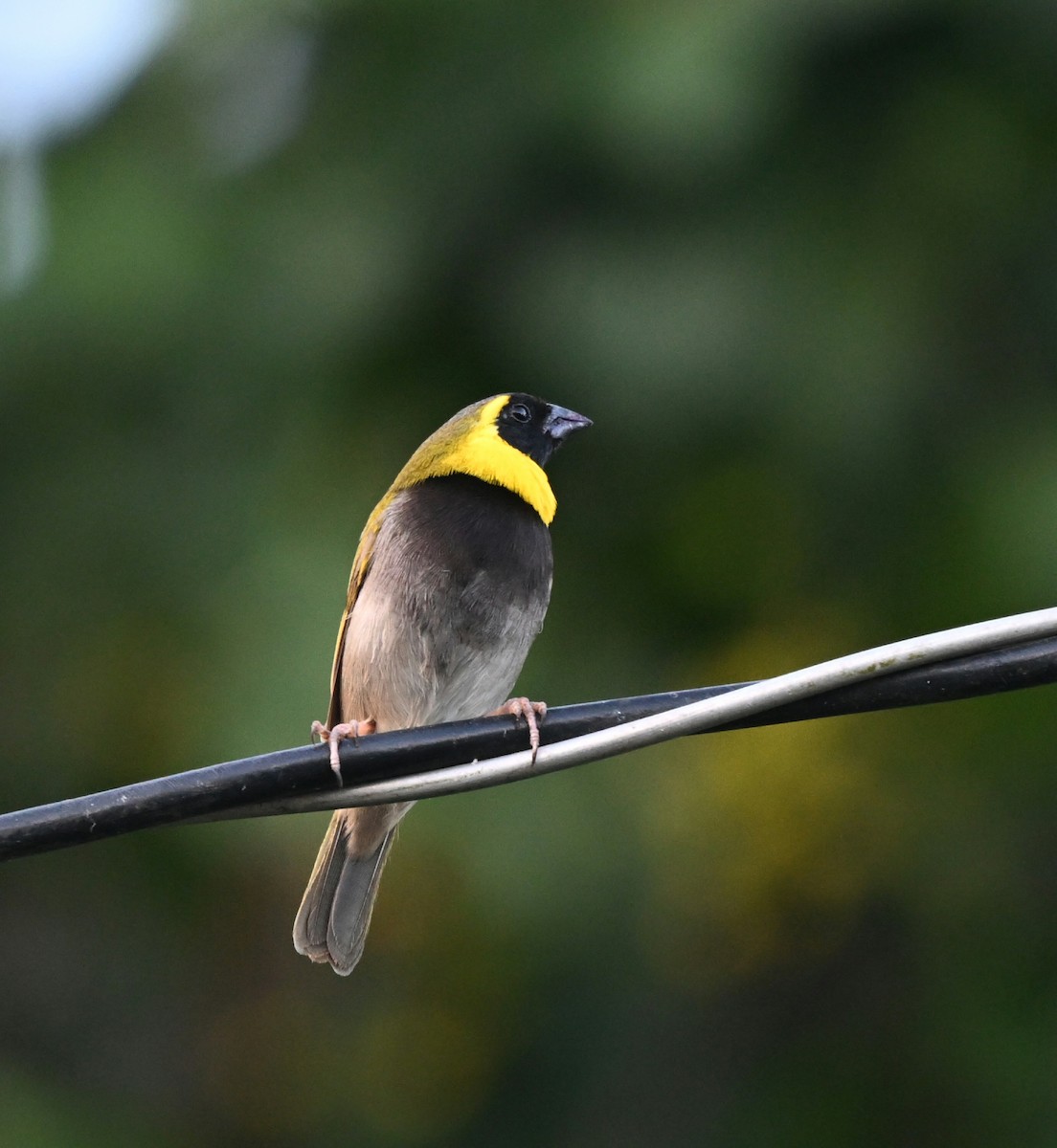 Cuban Grassquit - ML623130849