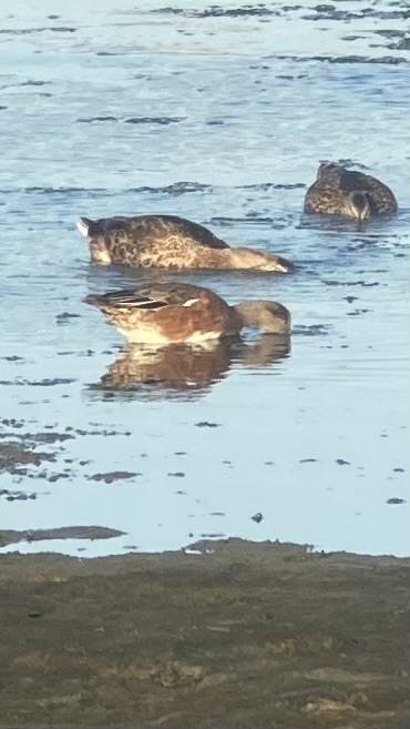 American Wigeon - ML623131002