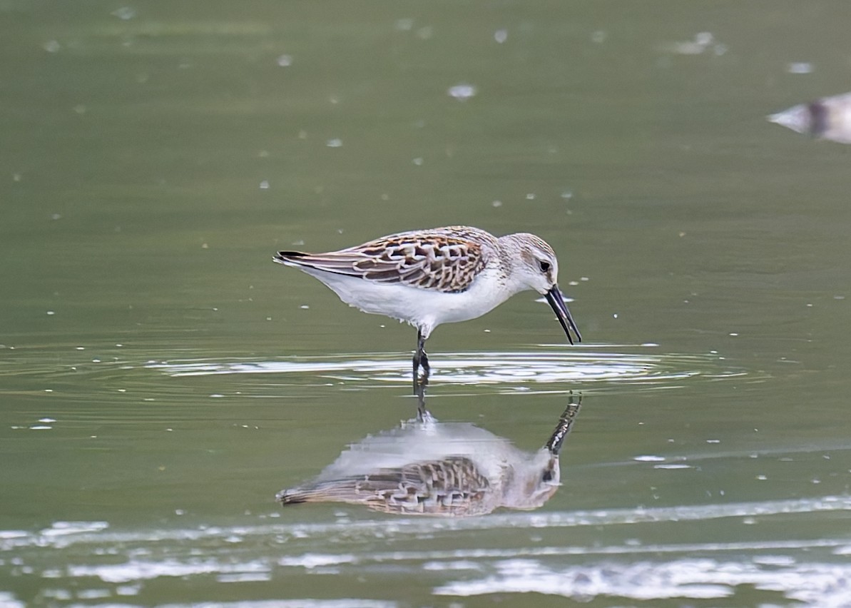 Western Sandpiper - ML623131014