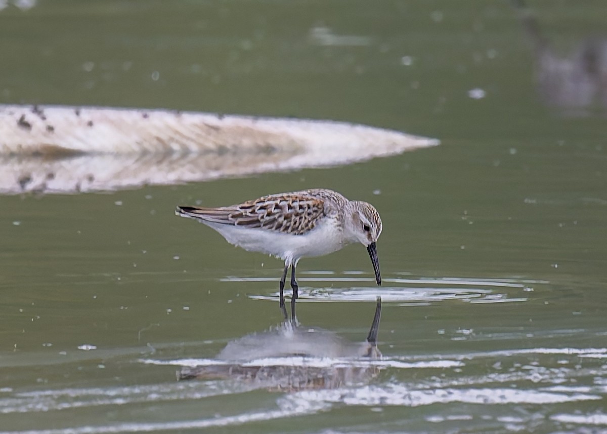 Western Sandpiper - ML623131015