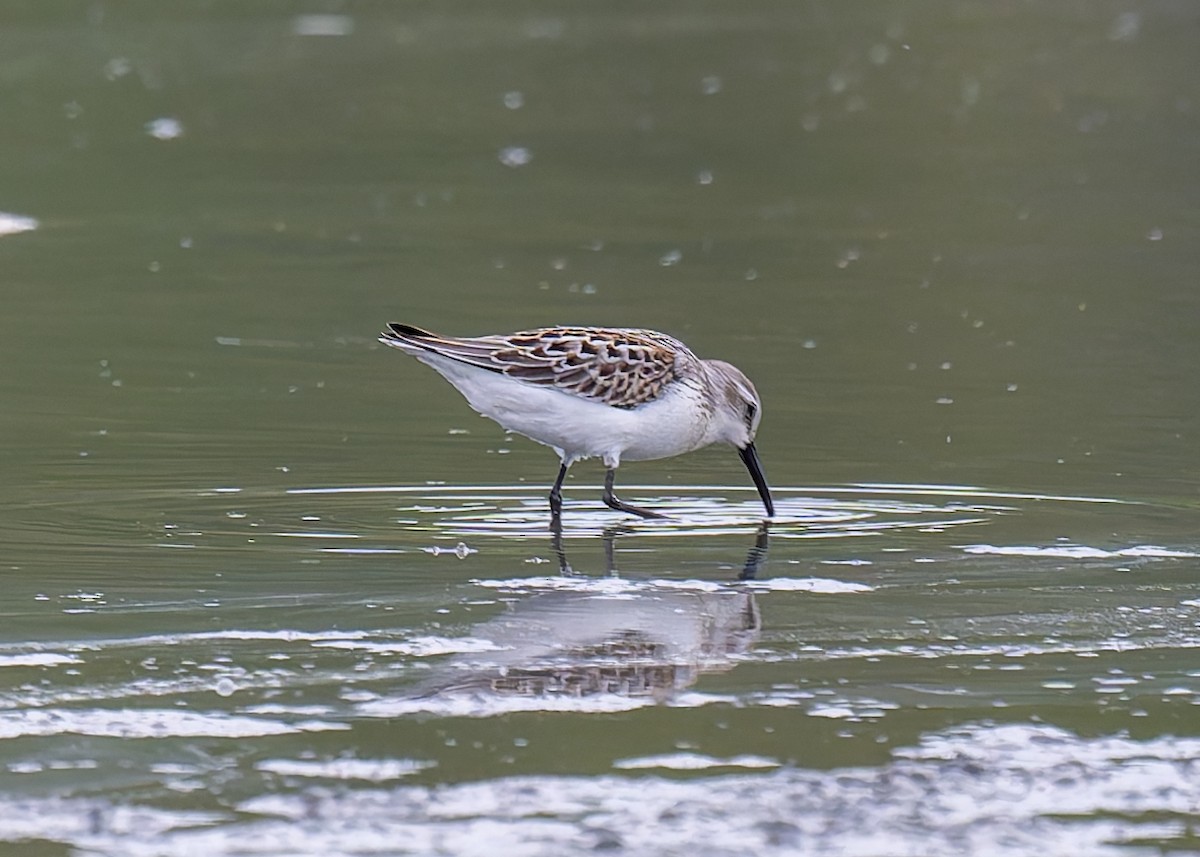 Western Sandpiper - ML623131016