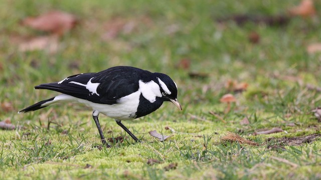 Magpie-lark - ML623131046