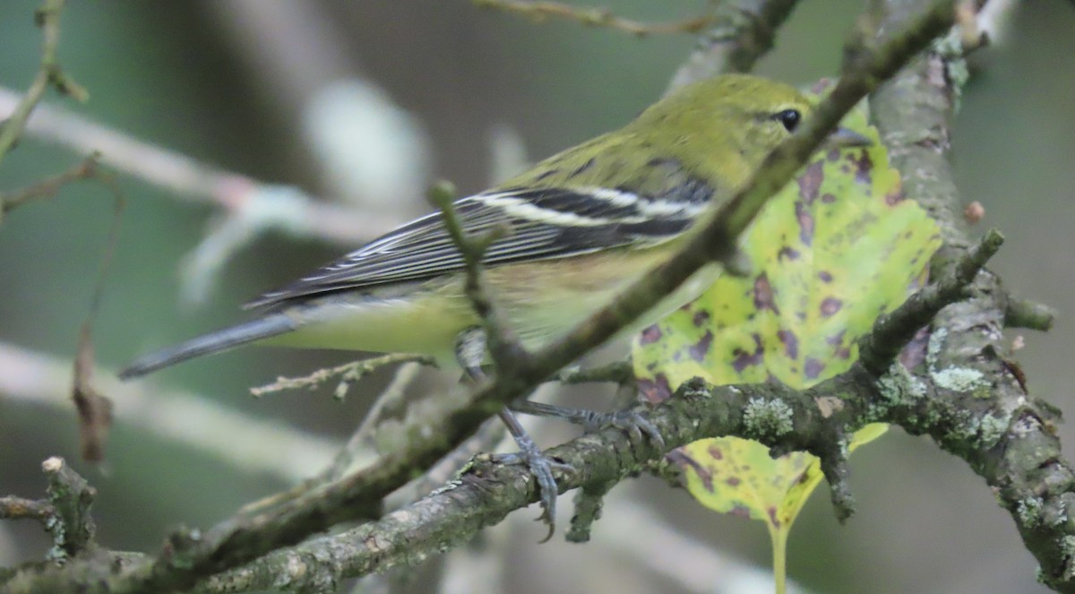 Bay-breasted Warbler - ML623131063