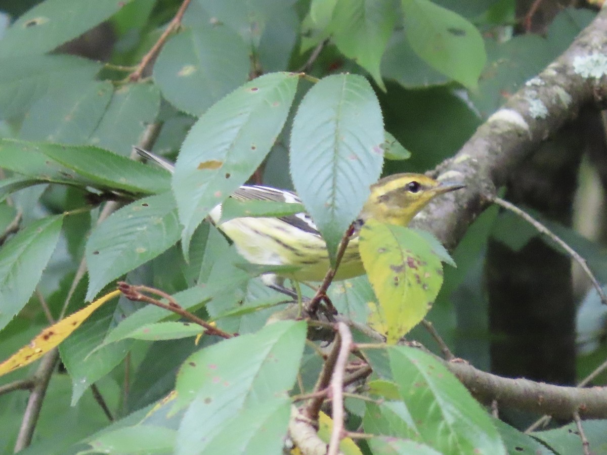 Blackburnian Warbler - ML623131072