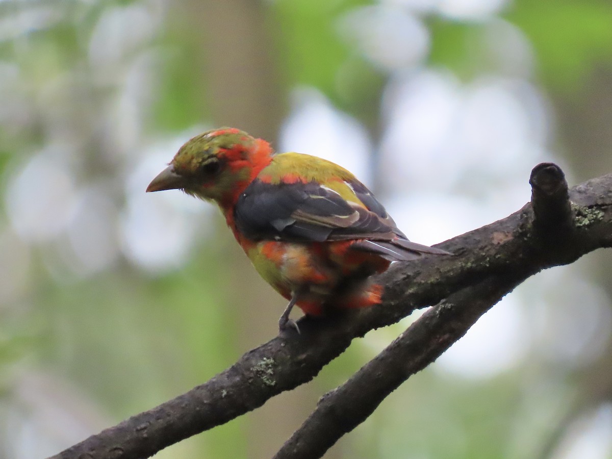 Piranga écarlate - ML623131085