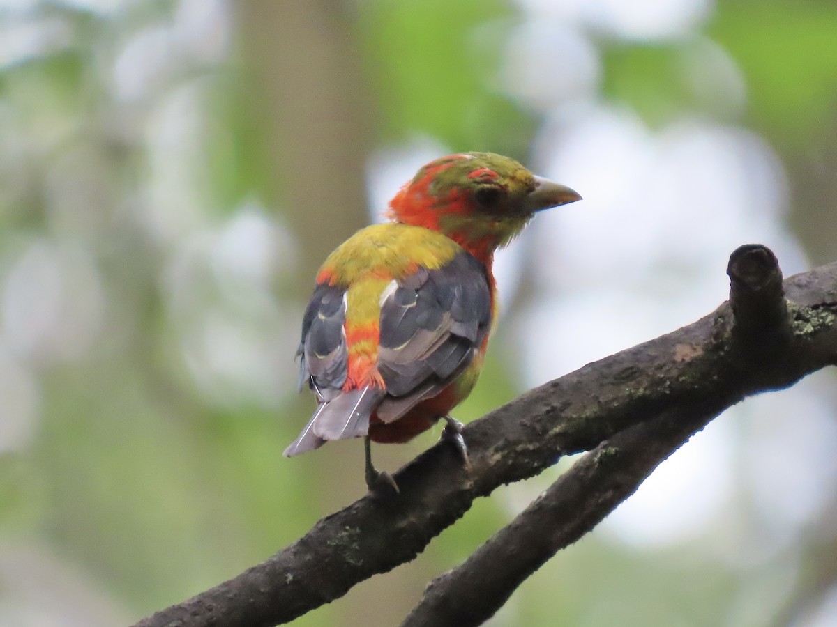 Piranga écarlate - ML623131086