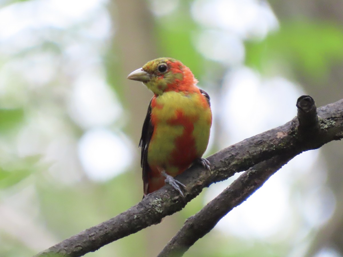Piranga écarlate - ML623131091