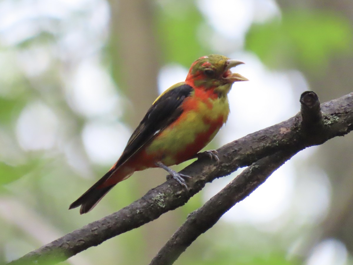 Piranga écarlate - ML623131092