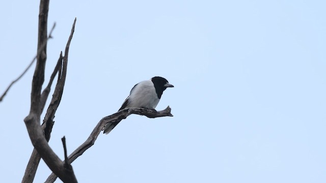 Pied Butcherbird - ML623131141